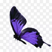 蝴蝶图片紫青色-下载