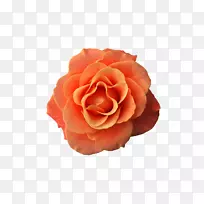 花园玫瑰花粉红色花卉设计-橙色花卉背景