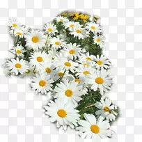 牛眼菊切花菊花设计-yb