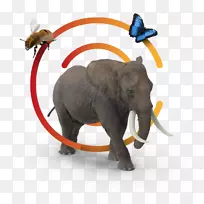 印度象非洲象陆生动物鼻子-帐户经理