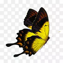 蝴蝶图形png图片图像动画高清蝴蝶