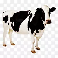 荷斯坦弗里西亚牛桌面壁纸奶牛壁纸图片牲畜-奶牛
