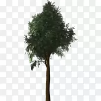 地中海柏树可移植网络图形.树