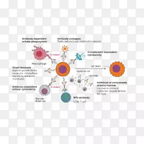 图形设计巨噬细胞图示免疫系统