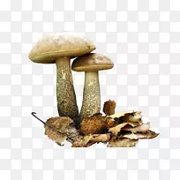 白桦，棕色帽，牛肝菌，食用菌，蘑菇