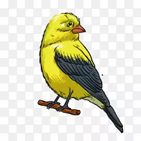 鸟雀插图图片鸟喙-勇敢的鸟
