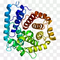 补体组分3补体系统蛋白c3-转化酶c3a