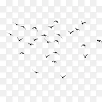 蜂鸟鹦鹉飞行群周期