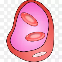 红细胞图形开放部分血细胞
