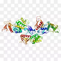 Eb 41蛋白红细胞骨架基因