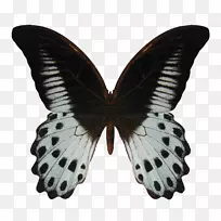 旧世界燕尾蝴蝶摄影插图图片.vlinder图案