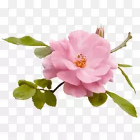 花束剪贴画生日画-花
