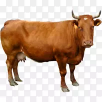 格恩西岛牛，荷斯坦牛，弗里斯坦牛，白公园牛，英国白牛，泽西牛