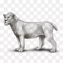 狮子猫豹猎豹猫科狮子