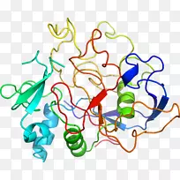 硫酸盐酶SUF 1基因蛋白酶