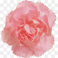 甘蓝玫瑰花园玫瑰粉色剪贴画康乃馨