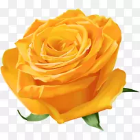 花园玫瑰蓝玫瑰黄色花橙