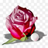 花园玫瑰粉红色png图片图像绿色