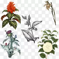 植物学家的储存库，用于新的和稀有的植物图片框插图设计.植物