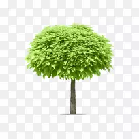 原木摄影树常绿图像树