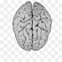 人体脑图形神经系统-大脑