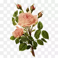 png图片玫瑰花设计剪贴画插图玫瑰