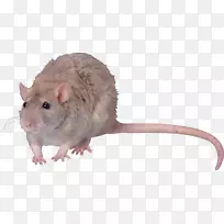 沙鼠棕色鼠计算机鼠标youtube-mouce