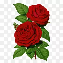 印花花园玫瑰剪贴艺术形象粉红色-红色复古花卉