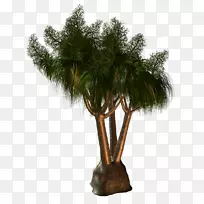 棕榈树，芭芭苏，家庭植物，花盆树