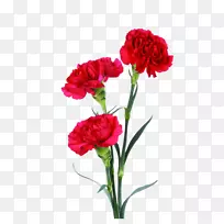 花束康乃馨花卉设计剪贴画.红色康乃馨