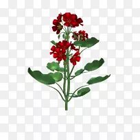 植物插画png图片花卉插画植物学-花卉设计