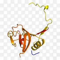 组织蛋白酶L1组织蛋白酶b蛋白