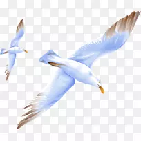 鸟巢群岛海鸥png图片图像-鸟