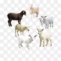 绵羊山羊png图片剪辑艺术图像.绵羊