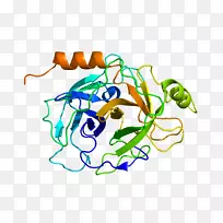 丝氨酸蛋白酶蛋白基因人钠通道