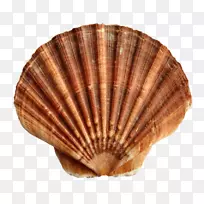 蛤蜊贝壳软体动物壳png图片.贝壳