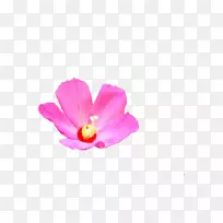 玛洛丝·纳弗博客花瓣植物-水仙花