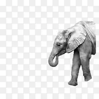 亚洲象母象像摄影-象