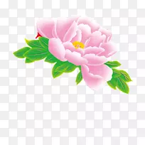 牡丹png图片图像花卉绘图.手绘