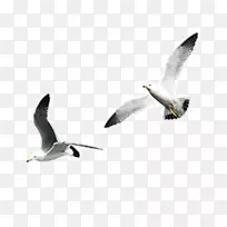 海鸥png图片图片剪贴画下载-海鸥
