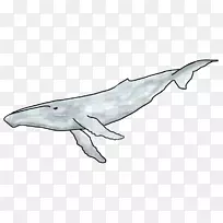普通宽吻海豚图库溪粗齿海豚白喙海豚