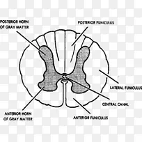 脊髓灰质脊柱中枢神经系统解剖