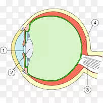 黄斑变性晶状体视网膜
