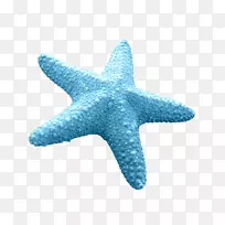 海星蓝海星无脊椎海星