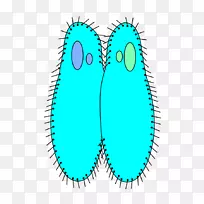 生物原生动物繁殖草履虫尾端细菌结合-草履虫传单