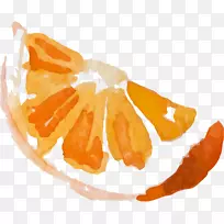 国语橙水彩画水果图像插图-微软的橙子