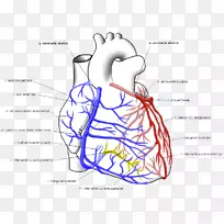 右冠状动脉左冠状动脉循环-心脏