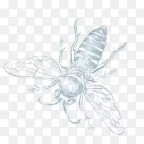 蝴蝶素描蜂蜜动力设计-蝴蝶