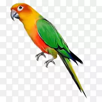 新几内亚鹦鹉-png图片剪辑艺术-可爱的鹦鹉