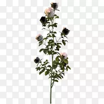 花园玫瑰，png图片植物，花卉剪贴画